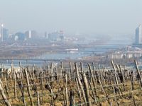 The grapes and the Danube