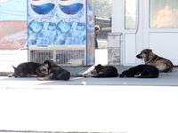 In Russia I recognised that there are more or less straying dogs aroun